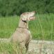Private Hundeerziehung EvR